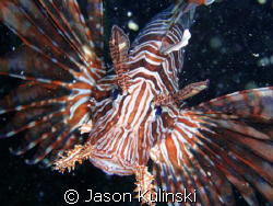 Returning topside from a deep dive I came across this Lio... by Jason Kulinski 